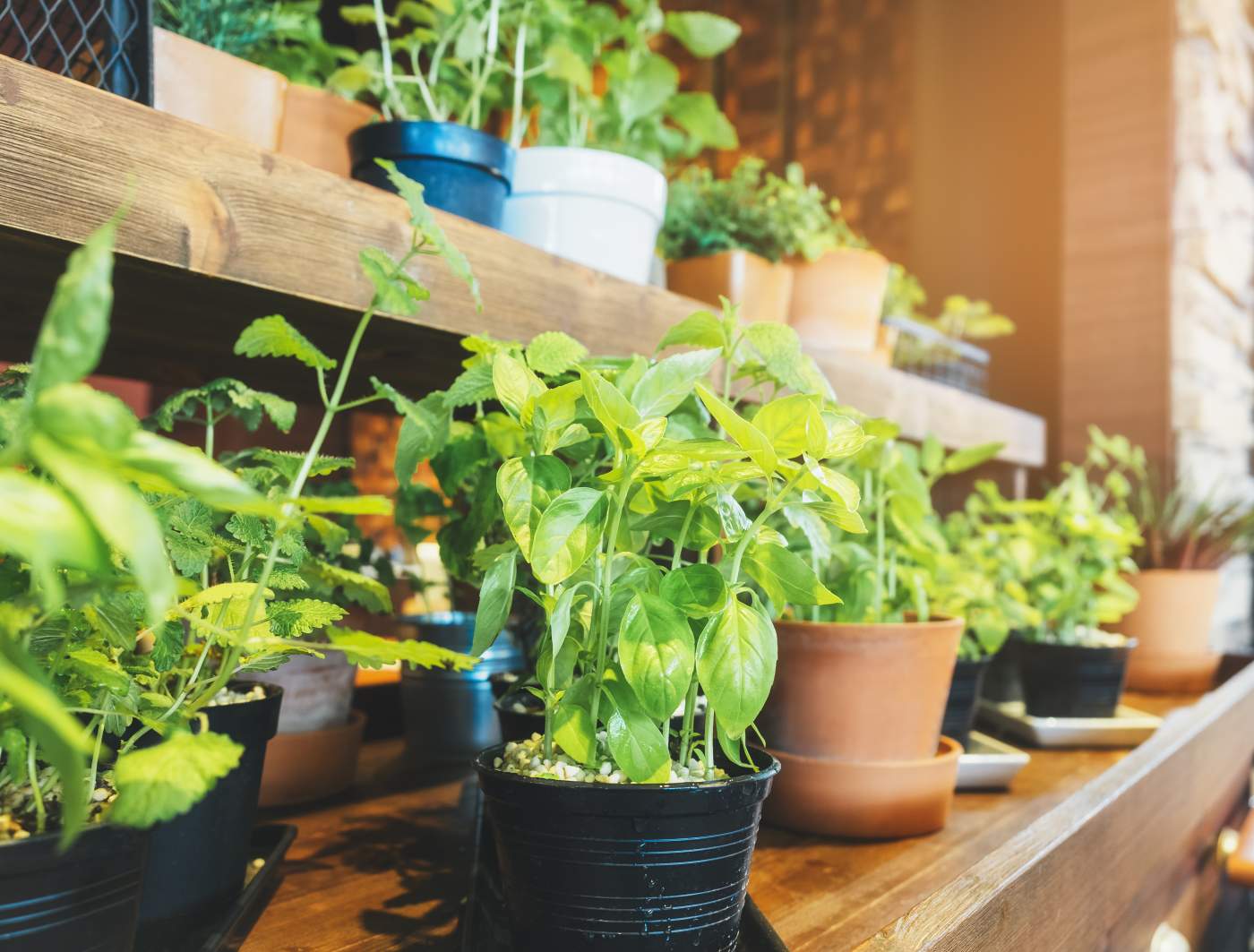 Grow Your Own Food With Indoor Vegetable Garden