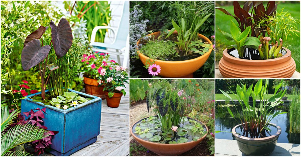 DIY Water Container Garden For A Stunning Patio