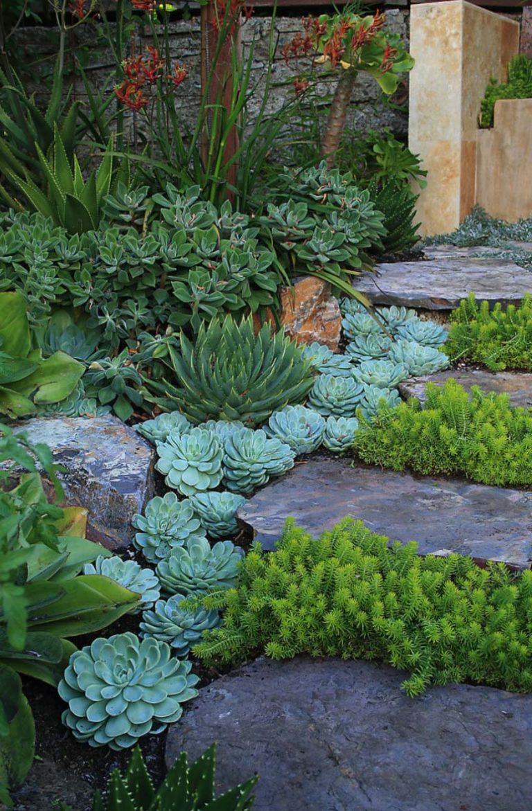 Brilliant Ideas For Your Succulent Garden